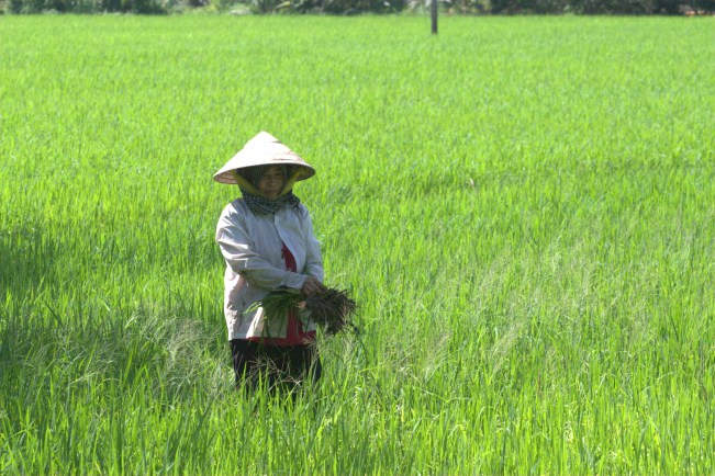 03 Days - The Treasure of Mekong Delta in Vietnam